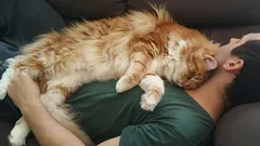 Je kat slaapt niet op je uit liefde: deze reden voor dit gedrag zal zelfs ervaren baasjes verrassen