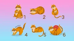 Kies een kat en ontdek de verborgen kanten van je karakter: een nieuwe test van psychologen